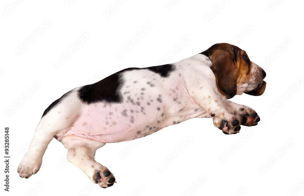 Basset hound puppy sleeping