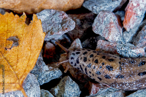 leopard slug photo