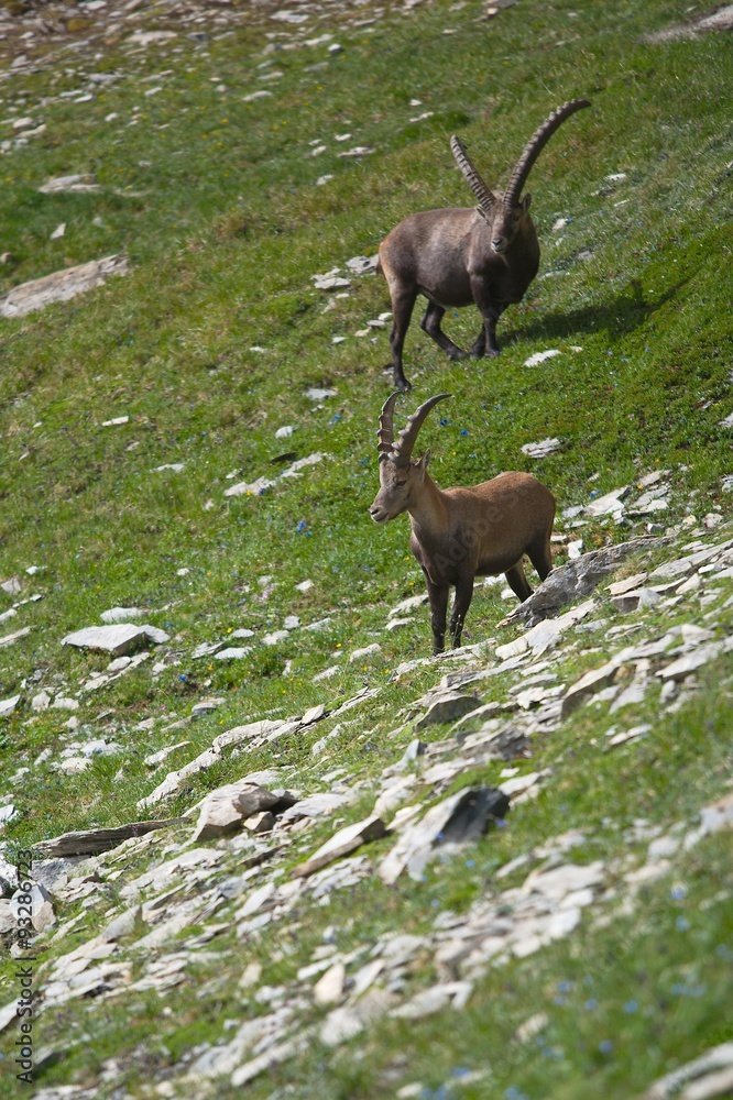 Alpine Ibex