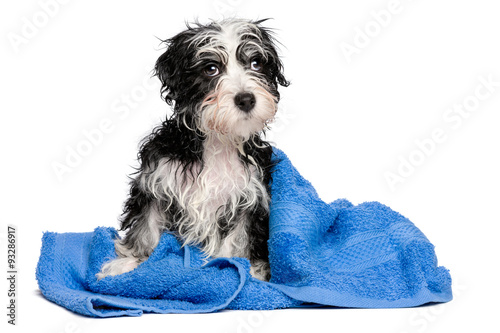 Fototapeta Naklejka Na Ścianę i Meble -  Cute wet havanese puppy after bath is sitting on a blue towel