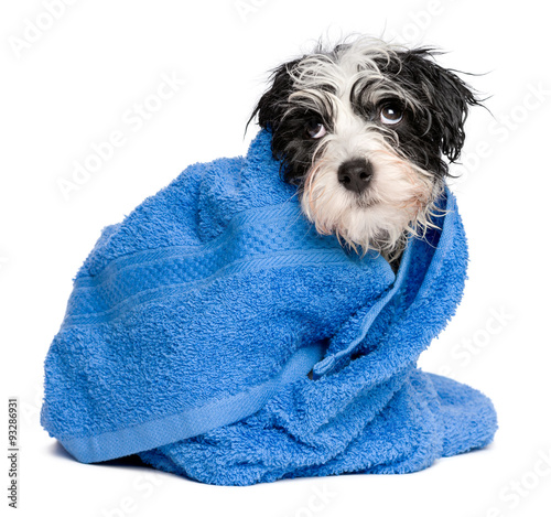 Funny havanese puppy after bath is covered with a blue towel