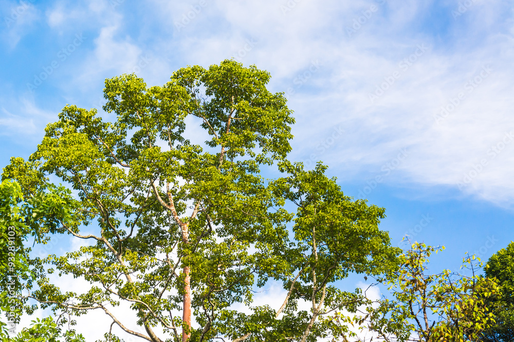tree and sky tree and sky
