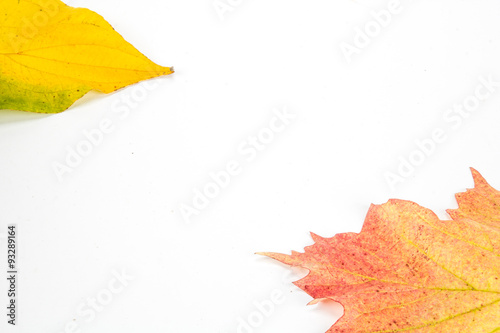 Herbstblätter und Kürbisse