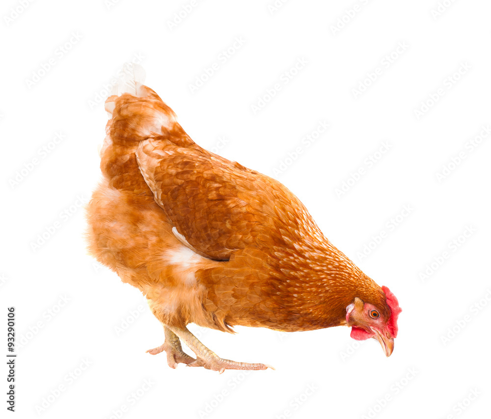 Fototapeta premium close up chicken hen eating something isolated white background