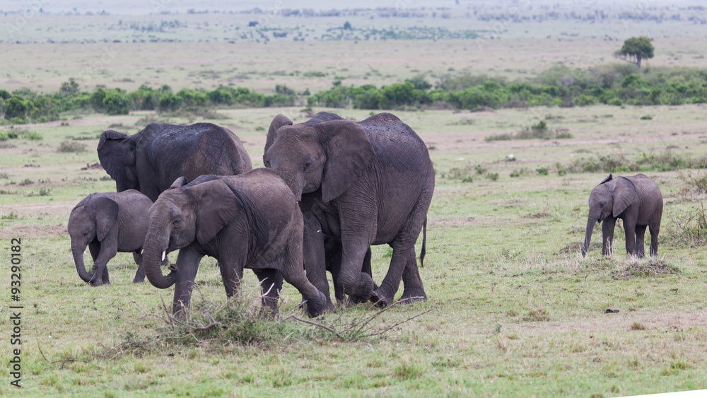 A herd of African Elephants (loxodonta) in Amboseli National Park, Kenya, East Africa.