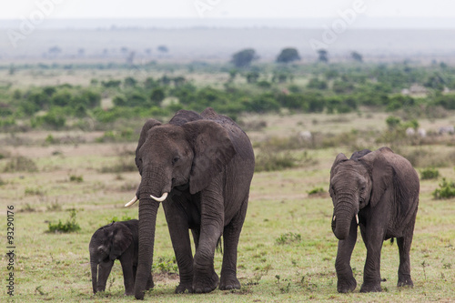 An African Elephants (loxodonta) is walking with two baby elephants in Amboseli National Park, Kenya, East Africa. 