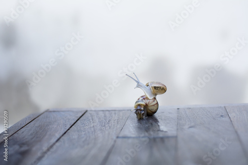 Canvas-taulu couple of snails move on wood table