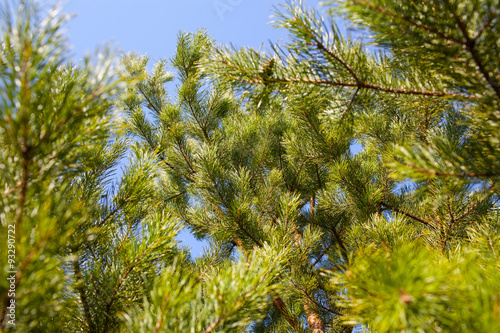 Green spruce branch close up.The nature Park.Selective focus