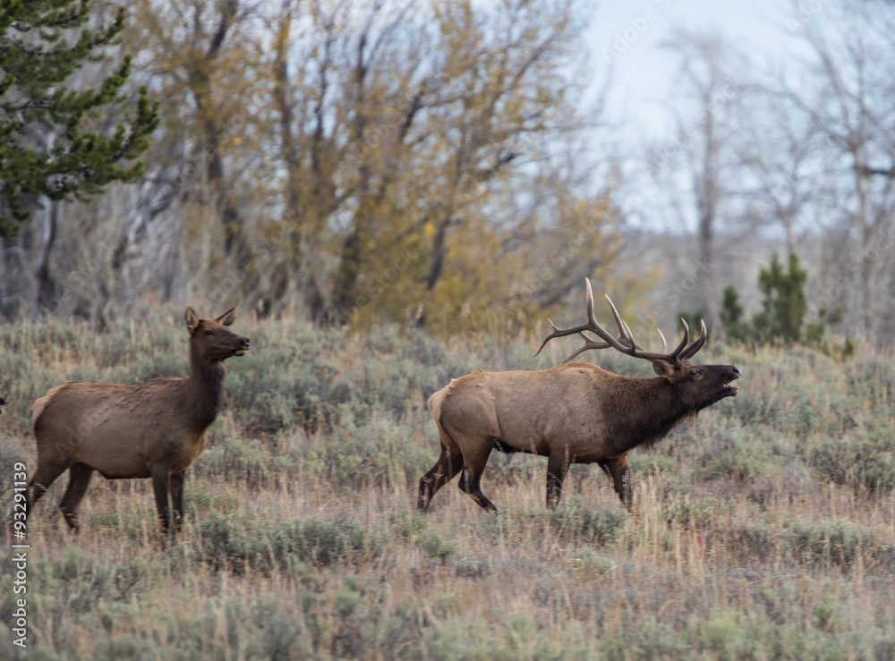 Male and Female Elk Stock Photo Adobe Stock