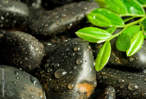 Photography beautiful spa concept of green leaf on zen basalt stones