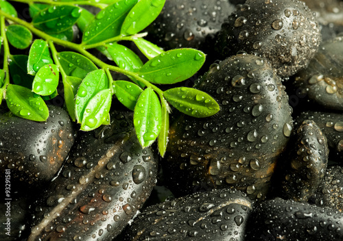 Photography beautiful spa concept of green leaf on zen basalt stones