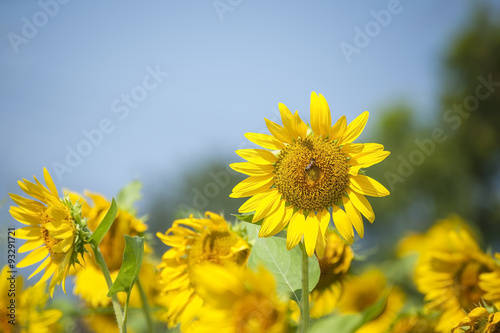 Beautiful landscape with sunflower field over blue sky and bright sun lights and bee