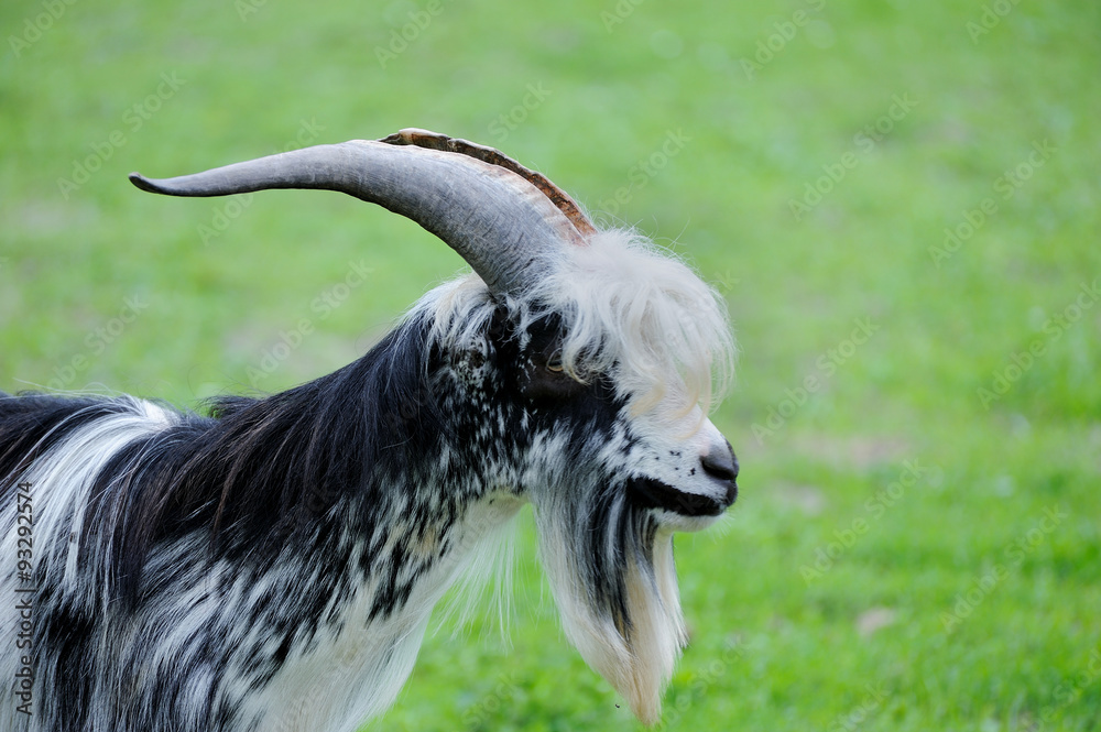 Goat in meadow. Goat in meadow.