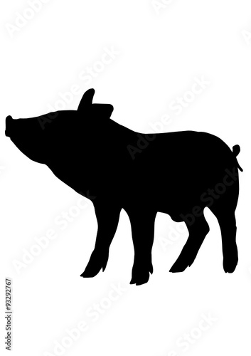 schwein