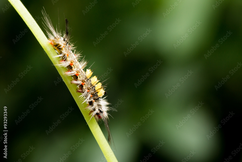Tussock Moth Caterpillar in nature