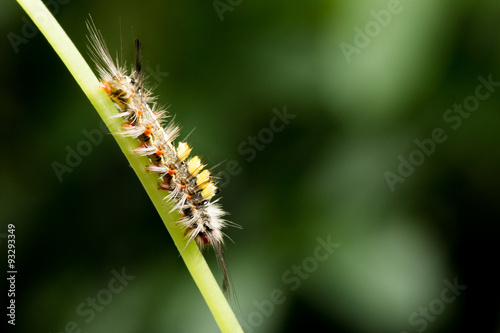 Tussock Moth Caterpillar in nature © ittipol