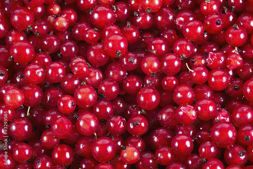 Red currant berries full frame Red currant berries full frame
