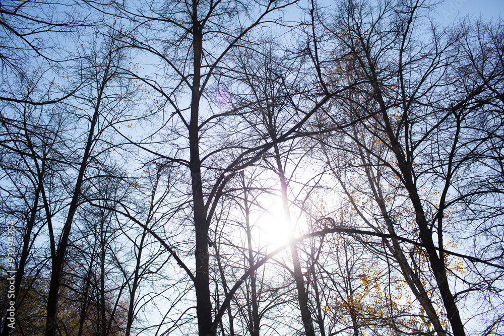 trees against the sky trees against the sky