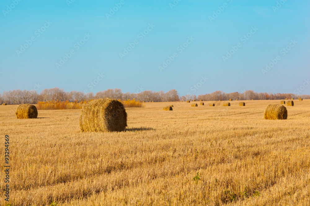 Bales of straw after harvesting crops.Autumn Sunny day