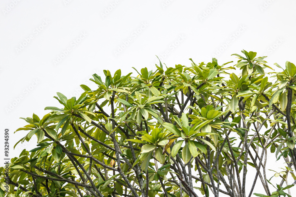 Tree top. Tree top.