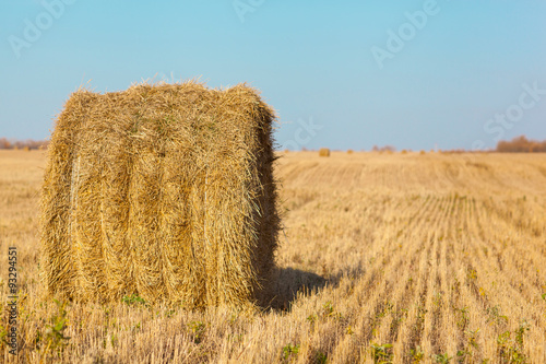 Foto Bales of straw after harvesting crops.Autumn Sunny day