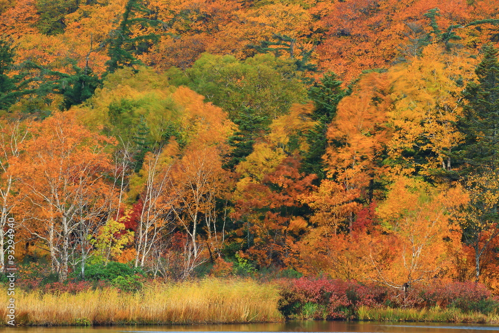 Fototapeta premium 秋田県鹿角市八幡平 紅葉の大沼
