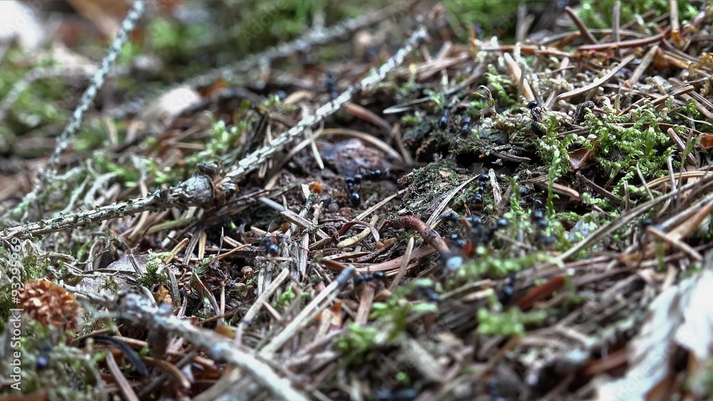 Ant trail in a Forest as 4K UHD macro footage