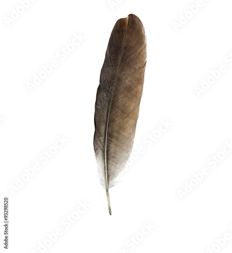 Feather pen isolated on white background