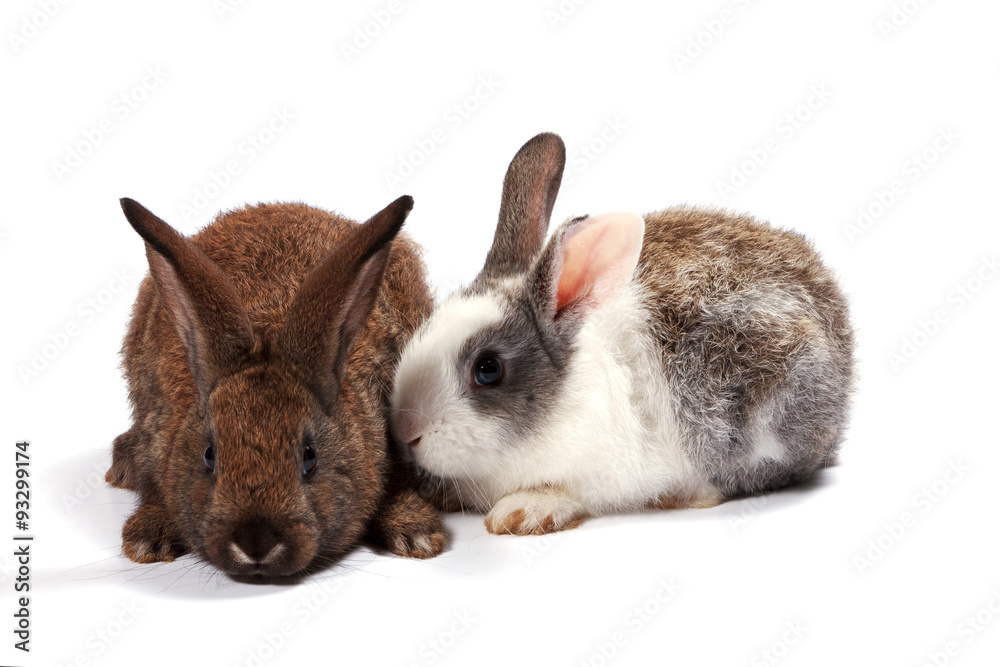 Obraz premium Rabbit