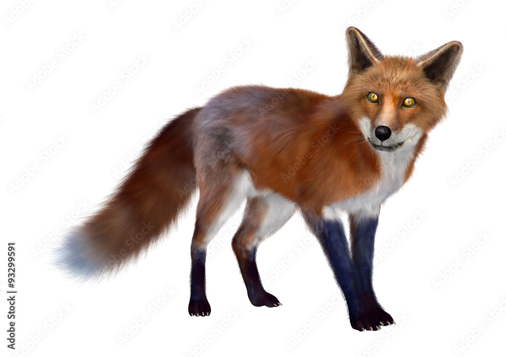 Fototapeta premium Red Fox