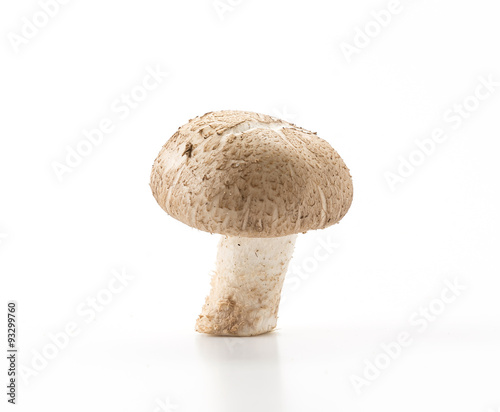 Eringii Mushroom