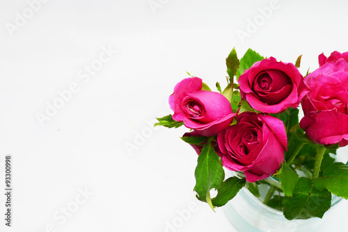 pink roses on white background