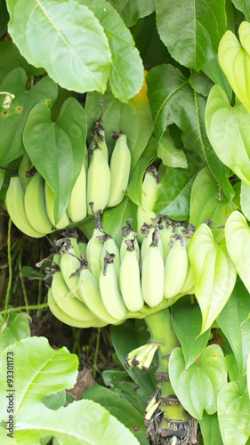 Banana tree with a bunch of bananas in La Palma, Canary island, Spain.