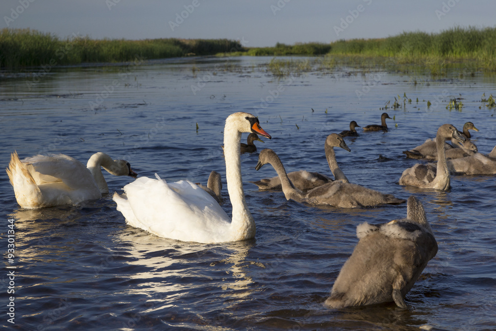Fototapeta premium Łabędzie na Biebrzy