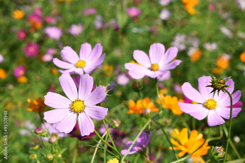 Colorful Cosmos field 
