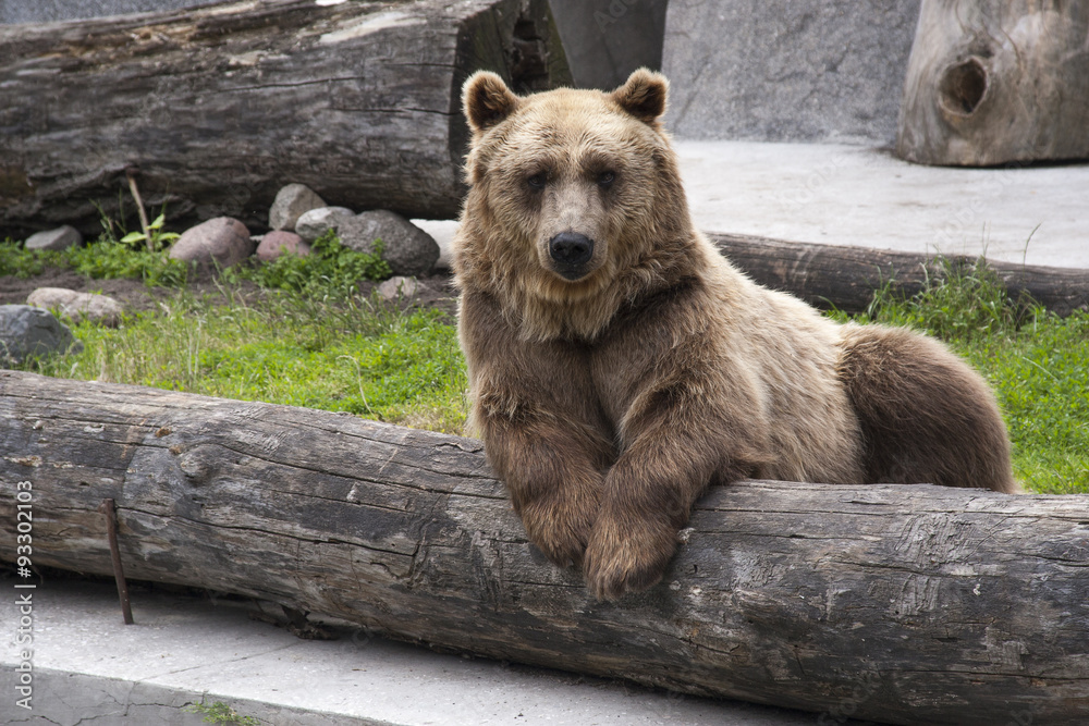 Fototapeta premium Brown bear