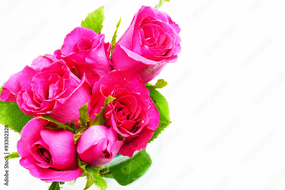 Fototapeta premium pink roses on white background