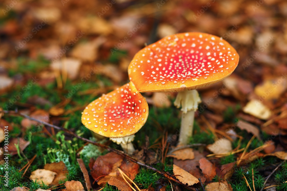 Two poisonous mushrooms