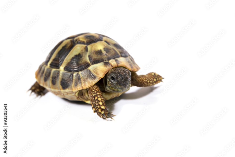 Tortoise Tortoise