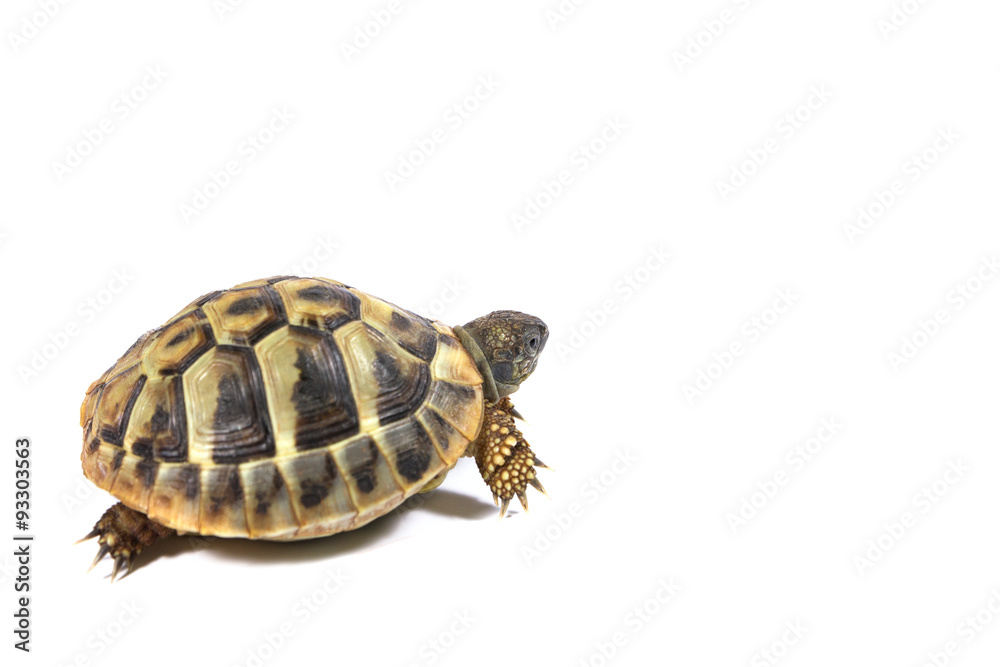 Tortoise Tortoise