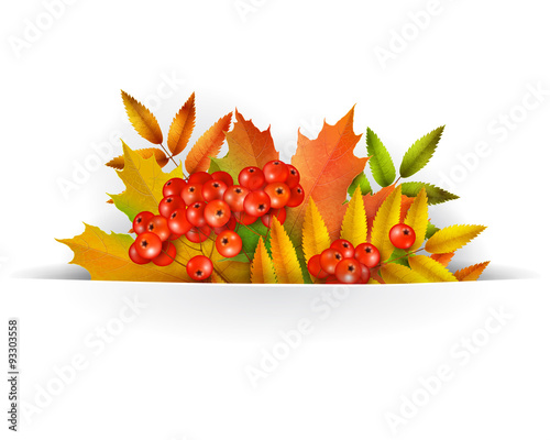 Banner, Autumn background or template card with yellow maple leaves and mountain ash berries, vector background