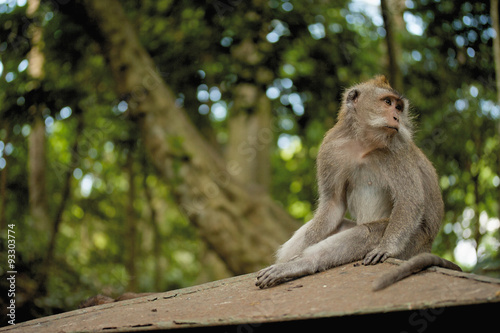 Monkey on Bali island © kora_ra_123