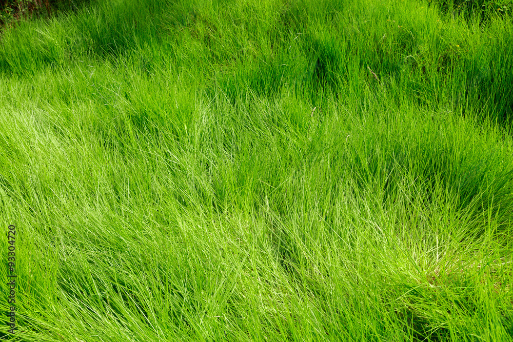 Dark green grass Dark green grass