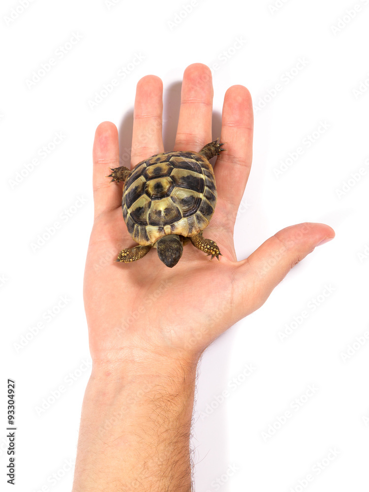 Tortoise Tortoise
