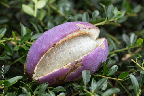 Akebia quinata also known as an Akebi