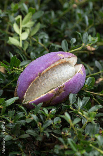 Akebia quinata also known as an Akebi photo