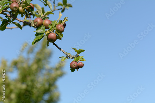 Apples growing on tree in summer
