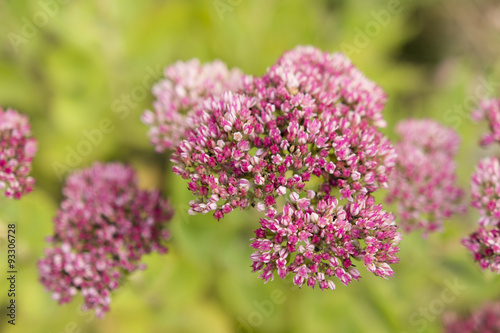 rock plant flower pink