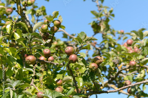 Apples growing on tree in summer