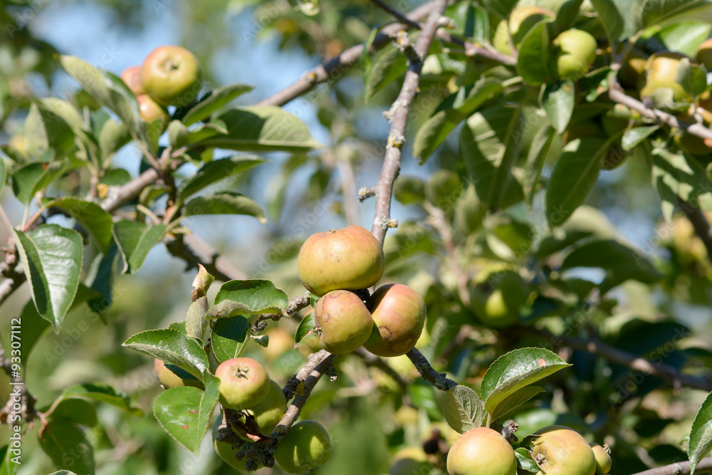 Apples growing on tree in summer Apples growing on tree in summer